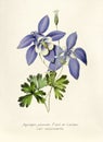 Antique illustration of Aquilegia jucunda fisch et lallem var macroceras