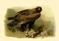 Antique Illustration of Bird of Prey