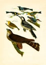 Antique Illustration of Colourful Birds of America