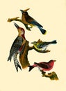 Antique Illustration of Colourful Birds of America