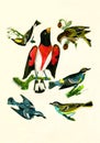 Antique Illustration of Colourful Birds of America