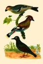 Antique Illustration of Colourful Birds of America