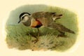 Antique Illustration of Colourful British Bird