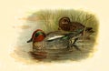 Antique Illustration of Colourful Ducks