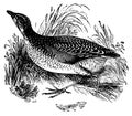 Corncrake I Antique Bird Illustrations