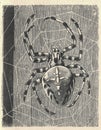 Antique illustration of the European garden spider. Vintage illustration of the diadem spider. Antique picture of the Royalty Free Stock Photo