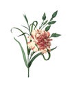 Garden carnation | Antique Flower Illustrations