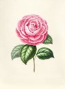 Antique illustration of Garden rose