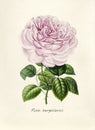 Antique illustration of Rosa bengalensis Royalty Free Stock Photo