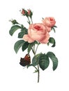 Antique carving of rosa centifolia by Pierre Joseph Redoute