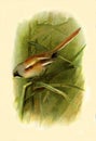 Antique Illustration of Small British Bird