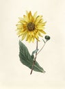 Antique illustration of Sunflower