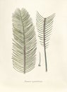 Antique illustration of Zamia Cycadifolia