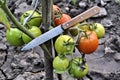 Antique knife kitchen cutlery red green tomatoes fresh organic natural product longevity gourmet diet Royalty Free Stock Photo