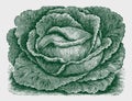 Large flat head cabbage variety