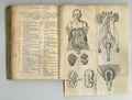 Antique medical book, health and illustration anatomy sketch, human body drawing or vintage research of organ design
