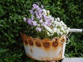 Antique metal bucket filled with bright and colorful blooming flowers Royalty Free Stock Photo