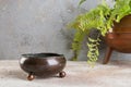Antique metal flower pot and green plant