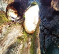 Antique old banyan tree with holes in the hollow trunk