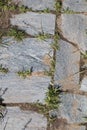 Antique pavement made with stone and grass
