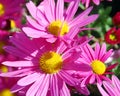 Antique Pink Daisy Flowers