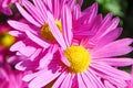 Antique Pink Daisy Flowers