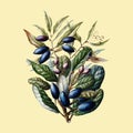 Antique plant Beilschmiedia Taiaire Tawa drawn by Sarah Featon 1848 - 1927. Digitally enhanced by rawpixel. Royalty Free Stock Photo