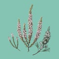 Antique plant Epacris 2species drawn by Sarah Featon 1848 - 1927.