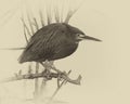 Antique plate photograph of a green heron near the Royal Palm Visitor Center in Florida.