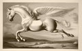 Antique print of Pegasus the mythical winged horse, lithograph style. Generative AI
