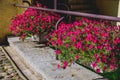 Antique railings are decorated with hillocks with beautiful pink flowers