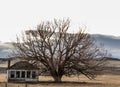 Antique ranch house next to an old tree.