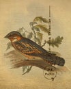 Antique Red Collar Goatsucker Bird Wall Art Illustration