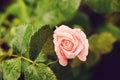 Antique rose
