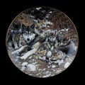 Antique round plate with the image of wolves. round picture for decoupage with animals.