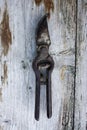 Antique Rusty Pruning Shears on weathered Wooden Board