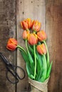 Antique Scissors and Bouguet of Tulips