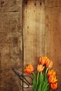 Antique Scissors and Tulips