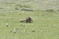 Antique Seeder in Montana