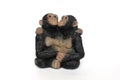 Antique statuette of two cuddling monkeys on a white background Royalty Free Stock Photo