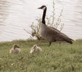 Antique style photo of a family of geese