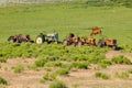 Antique Tractors and a Few Cows Royalty Free Stock Photo