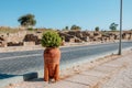 Antique vase near the road from which boxwood grows in the city of Side Turkey. The sidewalk is decorated with ancient ceramics in