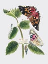 Antique watercolor illustration of nettle butterfly in various life stages published in 1824 by M.P. Digitally enhanced by rawpixe Royalty Free Stock Photo