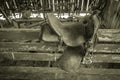 Antique Western Saddle Royalty Free Stock Photo