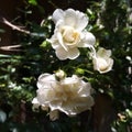 Antique white alba roses growing in a rose garden