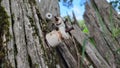 Antique wire insulator on old fence post