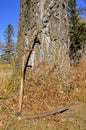 Antique wooden scythe