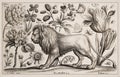 Antique Zoological and botanical Ilustration. A Lion, Flowers and Butterflies