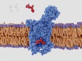 The antiretroviral drug maraviroc bound to the CCR5 receptor on a T cell membrane